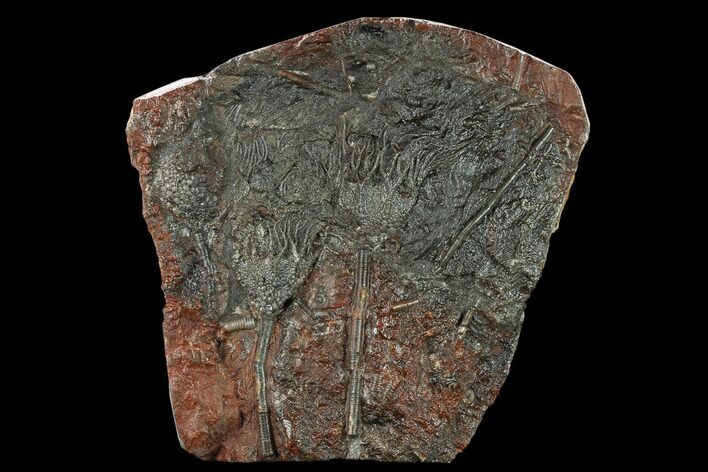 Silurian Fossil Crinoid (Scyphocrinites) Plate - Morocco #134241